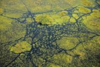 Delta of the Okavango River 3